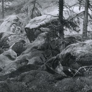 Achenbach, Andreas: Forest study from Norway, 1839