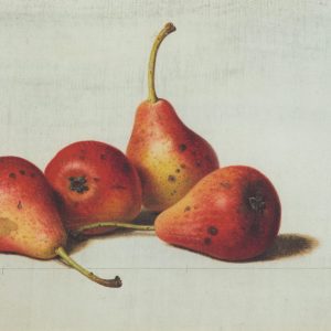 Preyer, Johann Wilhelm: Four pears