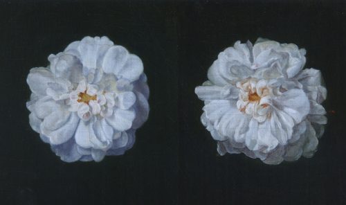 Preyer, Johann Wilhelm: Two white roses, 1830