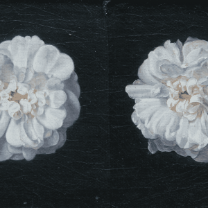 Johann Wilhelm Preyer: Zwei weiße Rosen, um 1830