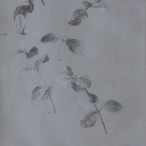 Preyer, Emilie: Leaf studies